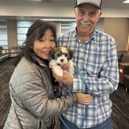 Harper - Red sable female Havanese puppy in Independence, Iowa from EClair's Havanese