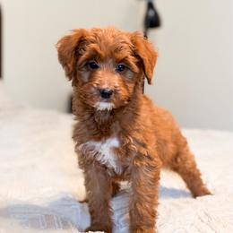 Mistletoe - Red  male Goldendoodle puppy in Sallisaw, Oklahoma from Huddle Puppies