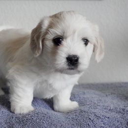 Coton de Tulear Puppies from Buttercup Cotons of Texas