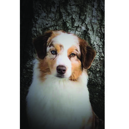 Dylan - Australian Shepherd