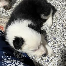 Patch - Black and white male Border Collie puppy in Crawfordsville, Indiana from Rescued Dreams Border Collies