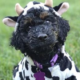 Bernedoodles and Goldendoodles from Edmond Doodles, LLC