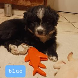 Blue - Red tri male Miniature Australian Shepherd puppy in Middleburg, Florida from Dog Father Kennels