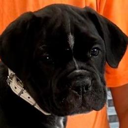 White Collar Girl - ACK and ICCF - lawman X Ice litter - Black female Cane Corso puppy in Gorman, Texas from McOmber Country Kennels