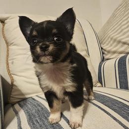 Buster - Black and white male Chihuahua puppy in Wichita, Kansas from Andrea's Chihuahuas