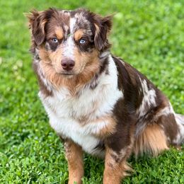 Scarlet - Miniature Australian Shepherd