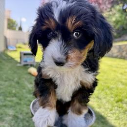 Sterling (GRAY collar) - female Australian Mountain Doodle puppy in Highland, Utah from Angel Pups Deluxe