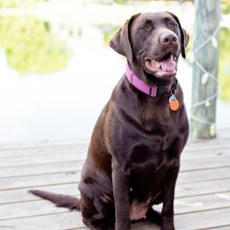 Labrador Retrievers from McCreary Highlander Labradors