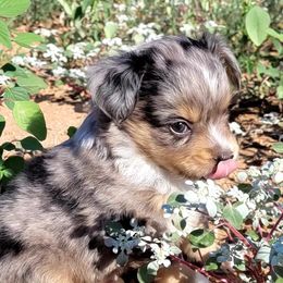Miniature Australian Shepherd and Toy Australian Shepherd Puppies from Heritage Homestead