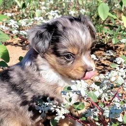 Miniature Australian Shepherd and Toy Australian Shepherd Puppies from Heritage Homestead