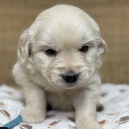 Mr Light Blue - Light golden male Golden Retriever puppy in Tonasket, Washington from Denzil’s Goldens