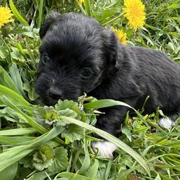 Flint - Black and white female Coton de Tulear puppy in Rubicon, Wisconsin from Darryl's Cotons de Tulear