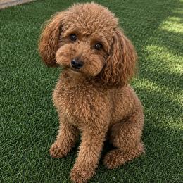 Stori - Poodle