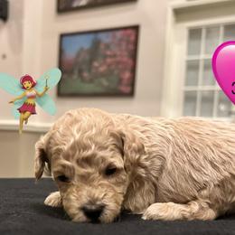 Gigi - Cream female Poodle puppy in Mineral Wells, Texas from S.H.A.R.P.’s Toy Poodles