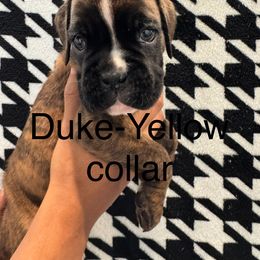 Yellow Boy- Duke - Brindle male Boxer puppy in Suitland, Maryland from PrideNJoy Boxers
