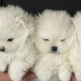 Pomeranians from Sun Flower Pom