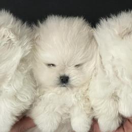 Pomeranians from Sun Flower Pom