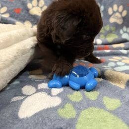 Bucky - Brown male Newfoundland puppy in Silver Creek, New York from Boo N’ Bubs Newfoundlands