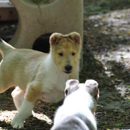 Collie Puppies from Collies of Wych