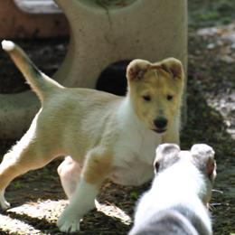 Collie Puppies from Collies of Wych
