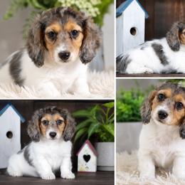Smudge - Dapple male Dachshund puppy in Bartlett, Illinois from Dachshundsnextdoor