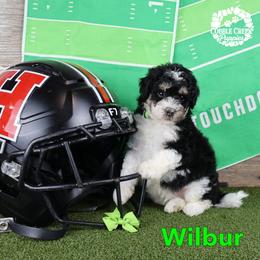 WIlbur - Black and white male Bernedoodle puppy in Heyworth, Illinois from Cobble Creek Puppies