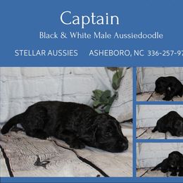 Captain - Black and white male Aussiedoodle puppy in Asheboro, North Carolina from Stellar Aussies