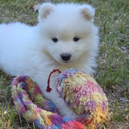 Samoyed Puppies from Limelight Samoyeds