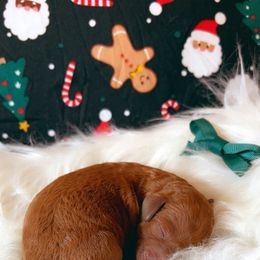 Cinnamon roll - Red  female Goldendoodle puppy in Greenville, South Carolina from Lulu’s Doodles