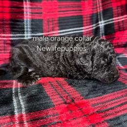 Orange collar - Black male Poodle puppy in Shelby, Alabama from New Life Family Farm