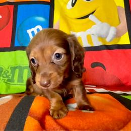 Matilda - Chocolate female Dachshund puppy in Magnolia, Texas from Hillyard Ranch