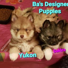 French Bulldog and Pomsky Puppies from Ba's Designer Puppies