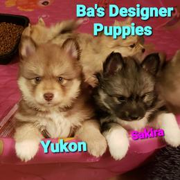 French Bulldog and Pomsky Puppies from Ba's Designer Puppies