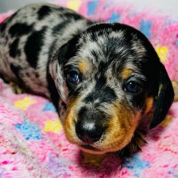 Enzo - Dapple male Dachshund puppy in Callahan, Florida from Faraway Farm Dachshunds