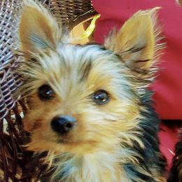 Yorkshire Terrier Puppies from YorkiStars