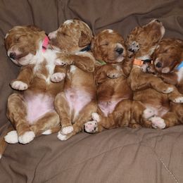 Goldendoodle Puppies from Superior Companions Goldendoodles