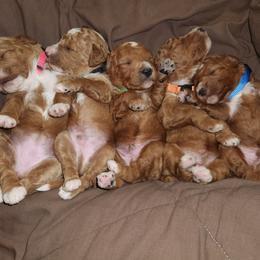 Goldendoodle Puppies from Superior Companions Goldendoodles