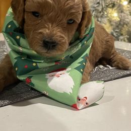 Dancer - Red  female Goldendoodle puppy in Home, Pennsylvania from Plum Creek Acres Next Generation