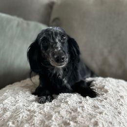 Salem - Dachshund