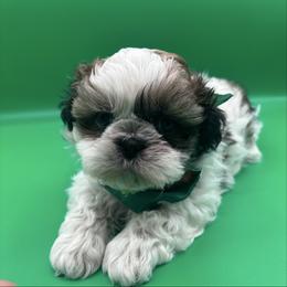Kai - Tricolor male Shih Tzu puppy in Avondale, Arizona from Riley Family Shih Tzus