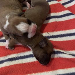 Boxer Puppies from Black Canyon Boxers