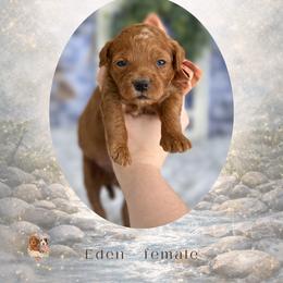 Eden - Red  female Goldendoodle puppy in Canton, Georgia from Teddy Puppies