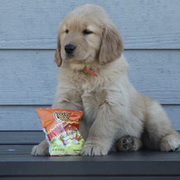 Australian Shepherd and Golden Retriever Puppies from Sterling Valleys Goldens and Aussies