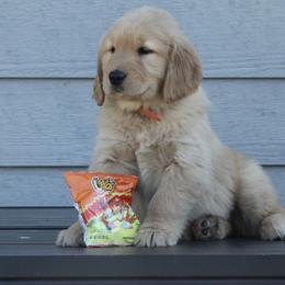 Australian Shepherd and Golden Retriever Puppies from Sterling Valleys Goldens and Aussies