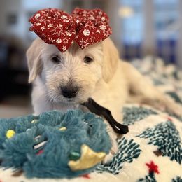 Wednesday- Turquoise Collar - Cream female Assorted Doodle Crosses puppy in Norfolk, Virginia from Móraí’s Doodles
