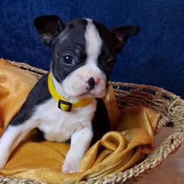 Nemo - Black brindle and white male Boston Terrier puppy in Smallett, Missouri from B's Bostons