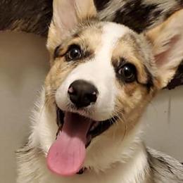 American Corgis from TKCS Kajun Corgis