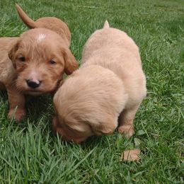 Boy 1 - Golden Golden Retriever puppy in Grand Meadow, Minnesota from Root River Retrievers