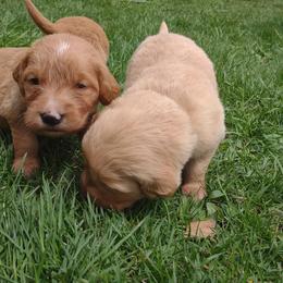 Boy 1 - Golden Golden Retriever puppy in Grand Meadow, Minnesota from Root River Retrievers