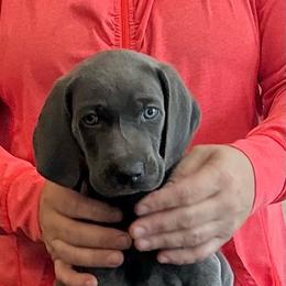 Doug - Blue male Weimaraner puppy in Aitkin, Minnesota from Whispering’s GunDogs